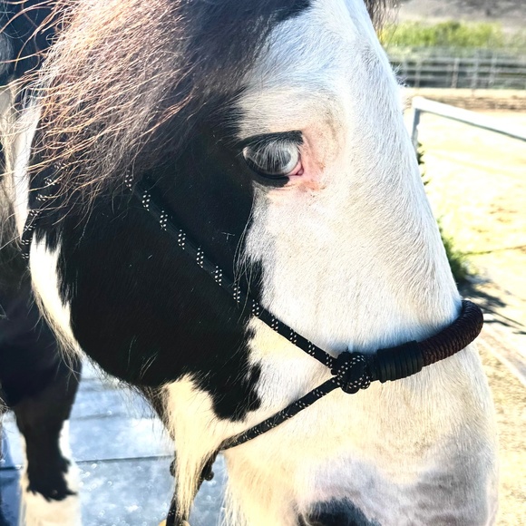 Handmade In Southern California, Bosal style Rope Halter - Picture 4 of 16